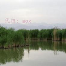 ޿